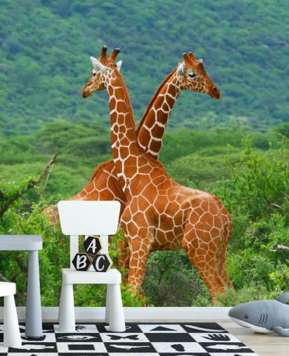 Giraffer Fighting Bakgrund Giraffer Fighting Bakgrund