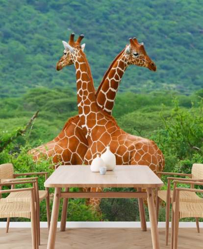 Giraffes Fighting Wallpaper