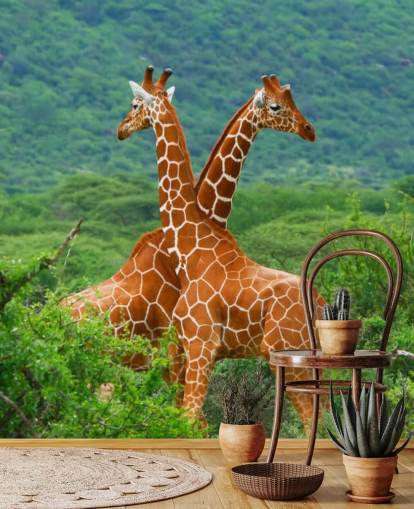 Papier peint Girafes Fighting