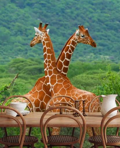 Giraffen kämpfen Tapete