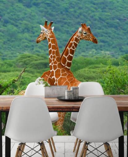 Giraffes Fighting Wallpaper