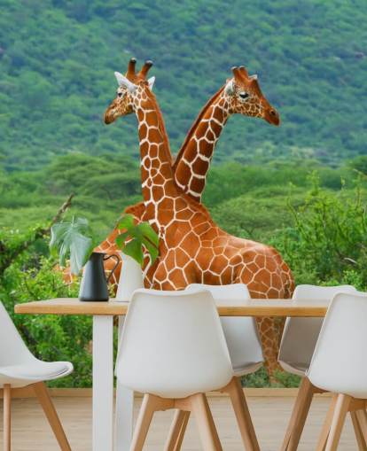 Giraffes Fighting Wallpaper Giraffes Fighting Wallpaper