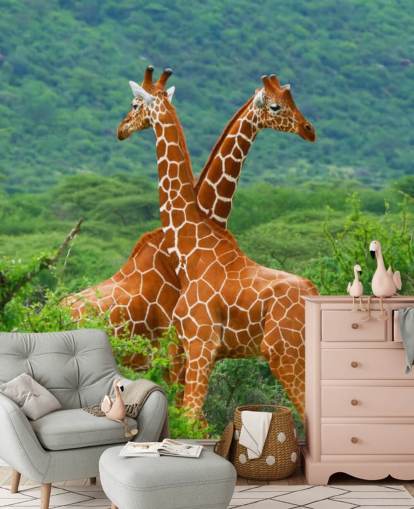 Giraffer Fighting Tapet Giraffer Fighting Tapet