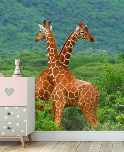 Giraffes Fighting Wallpaper