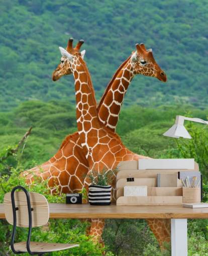 Fondo de pantalla de jirafas luchando