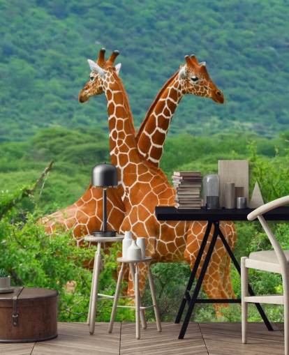 Fondo de pantalla de jirafas luchando