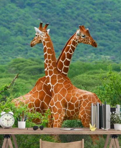 Giraffen kämpfen Tapete