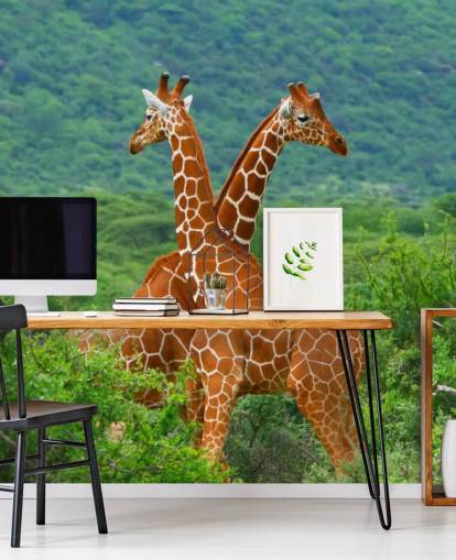 Giraffes Fighting Wallpaper