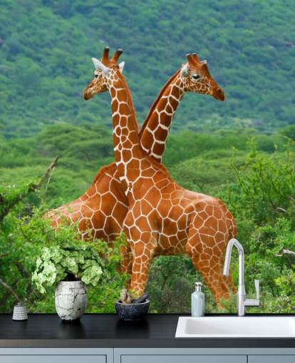 Giraffes Fighting Wallpaper