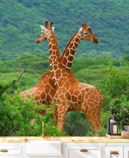 Giraffen vechten behang