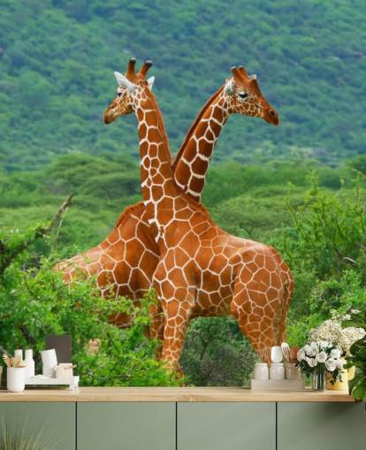 Giraffes Fighting Wallpaper