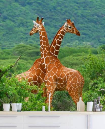 Giraffen kämpfen Tapete