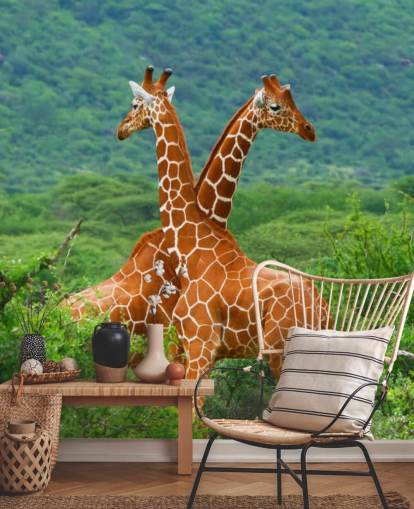 Giraffer Fighting Bakgrund