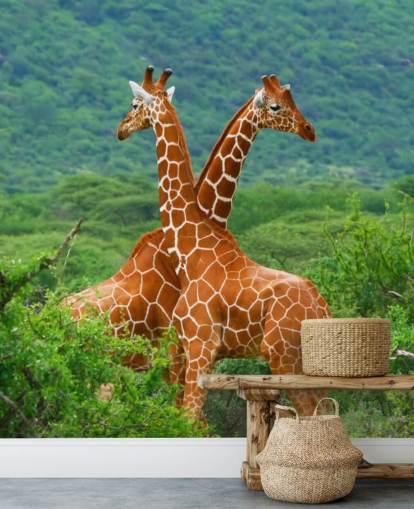 Giraffes Fighting Wallpaper