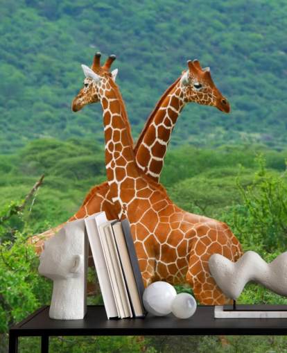 Giraffes Fighting Wallpaper