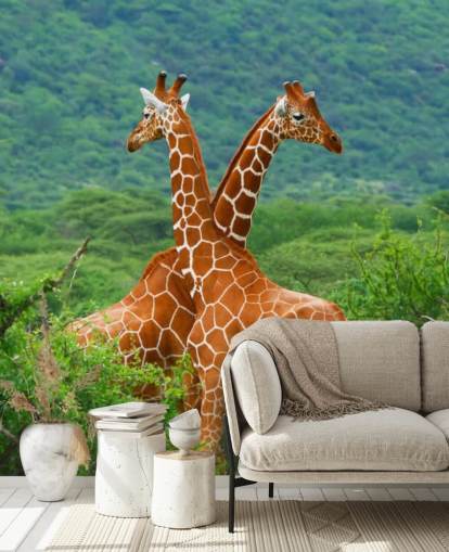 Giraffes Fighting Wallpaper