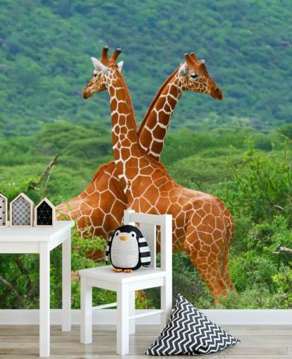 Papel de parede de luta girafas