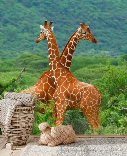 Giraffes Fighting Wallpaper