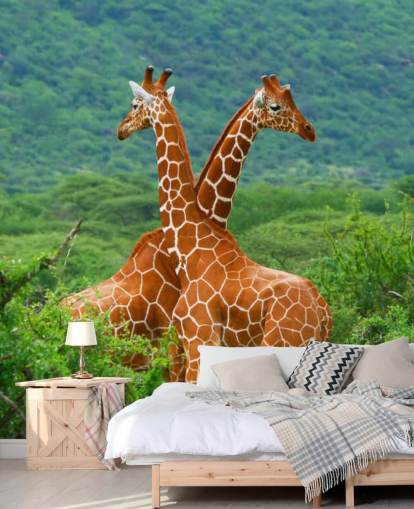 Giraffes Fighting Wallpaper Giraffes Fighting Wallpaper