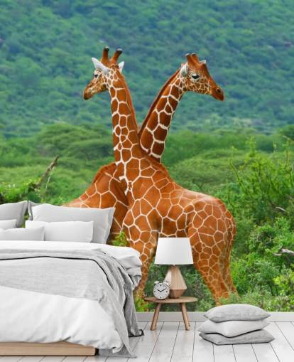 Papel de parede de luta girafas