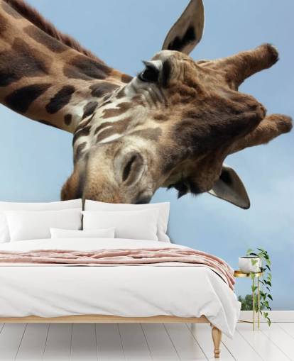 Giraffe Close Up Mural Giraffe Close Up Mural