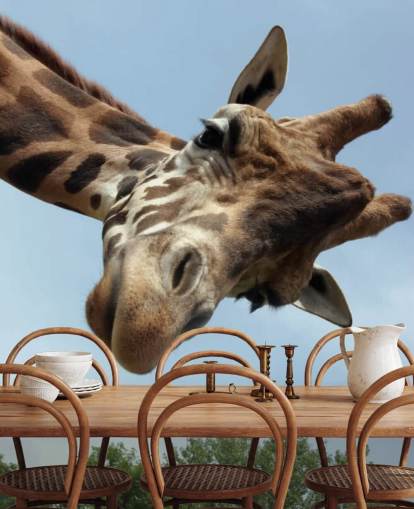 Giraffe Close Up Mural Giraffe Close Up Mural