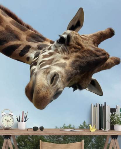 Giraffe Nahaufnahme Wandbild