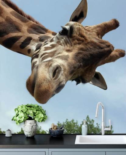 Giraffe Close Up Mural