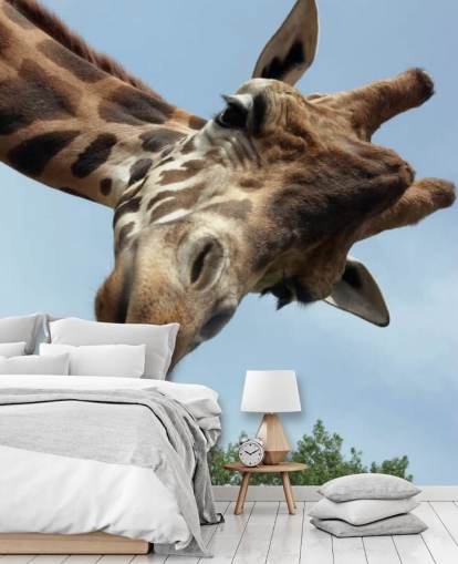 Giraffe Close Up Mural Giraffe Close Up Mural