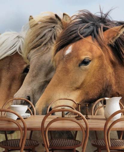 Horses Portraits Wall Mural