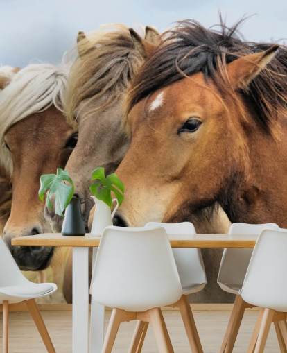 Horses Portraits Wall Mural