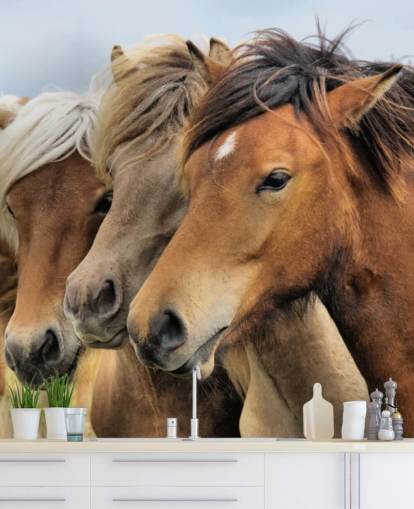 Horses Portraits Wall Mural