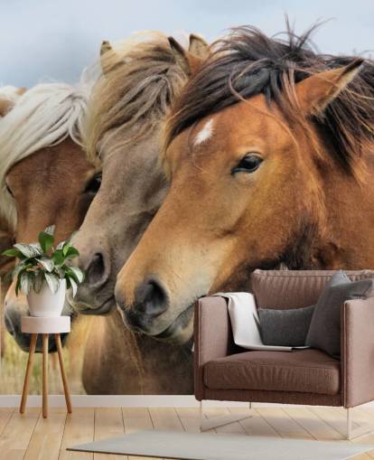 Horses Portraits Wall Mural