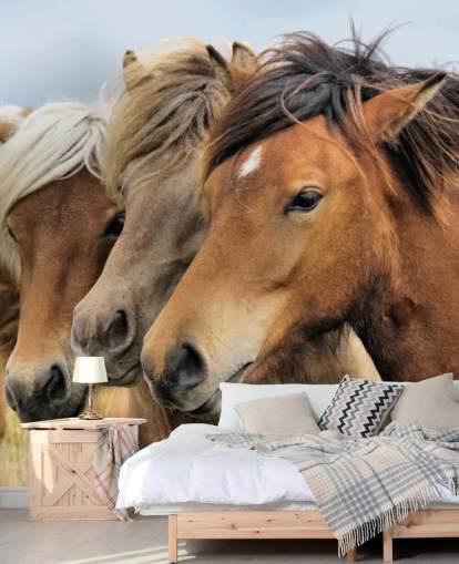 Horses Portraits Wall Mural