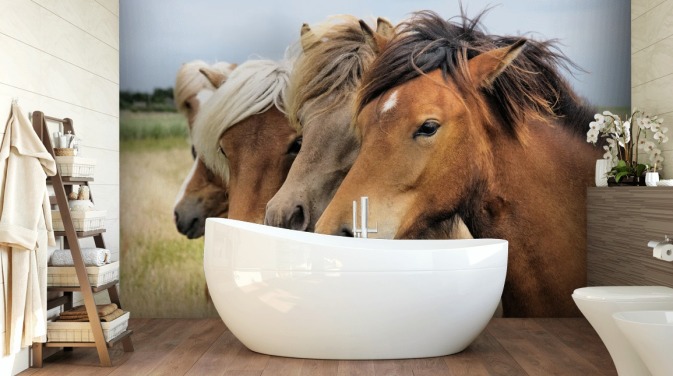 Horse Wallpaper & Wall Murals | Wallsauce US