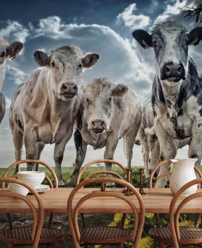 Cow Gang Wallpaper Cow Gang Wallpaper