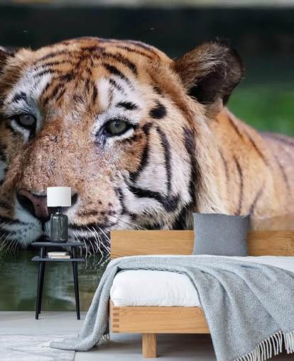 Svømning Tiger Tæt Op Bag Svømning Tiger Tæt Op Bag