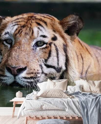 Schwimmen Tiger Nahaufnahme Tapete