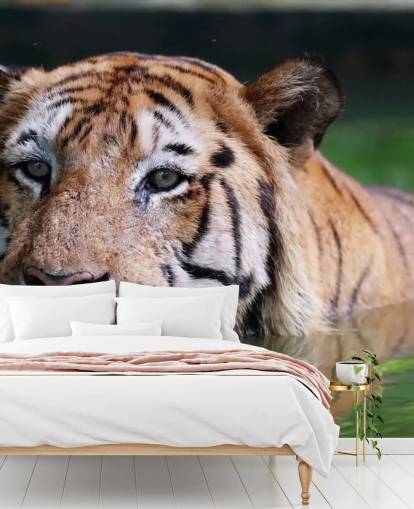 Fondo de pantalla de cerca de tigres