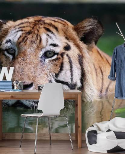 Svømning Tiger Tæt Op Bag Svømning Tiger Tæt Op Bag