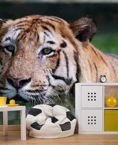 Schwimmen Tiger Nahaufnahme Tapete