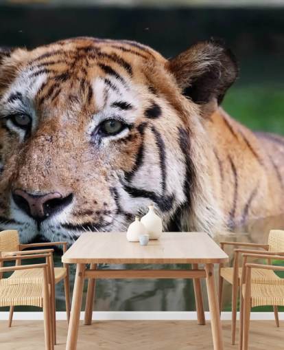 Schwimmen Tiger Nahaufnahme Tapete