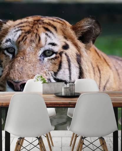 Swimming Tiger Close Up Wallpaper