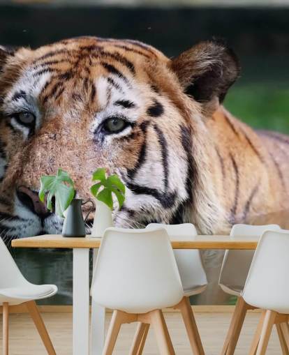 Swimming Tiger Close Up Wallpaper