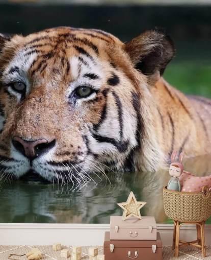 Svømning Tiger Tæt Op Bag Svømning Tiger Tæt Op Bag