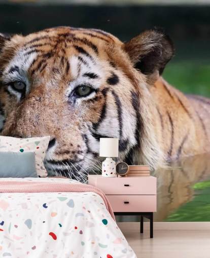 Svømning Tiger Tæt Op Bag Svømning Tiger Tæt Op Bag