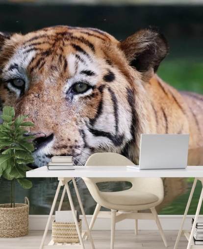 Swimming Tiger Close Up Wallpaper