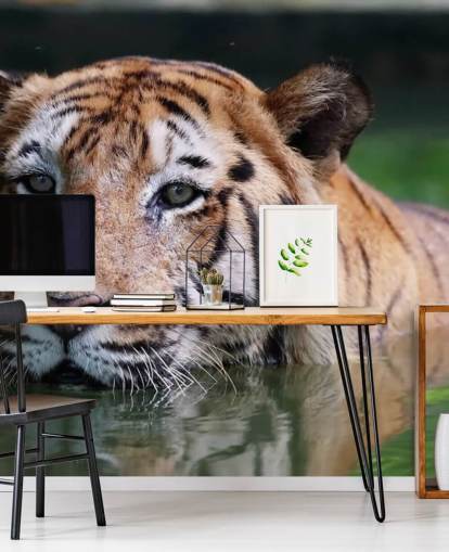 Svømming Tiger Nærbilde Bakgrunn