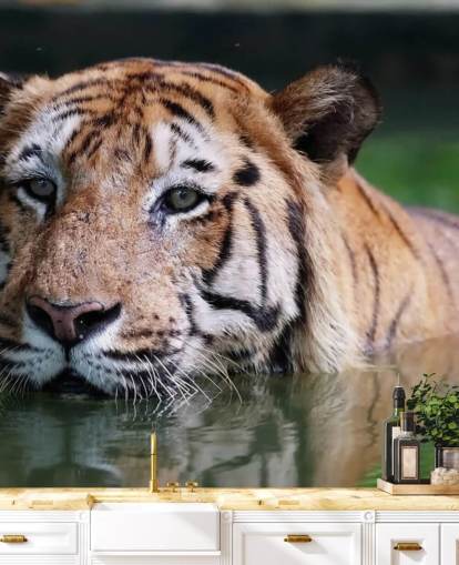 Swimming Tiger Close Up Wallpaper
