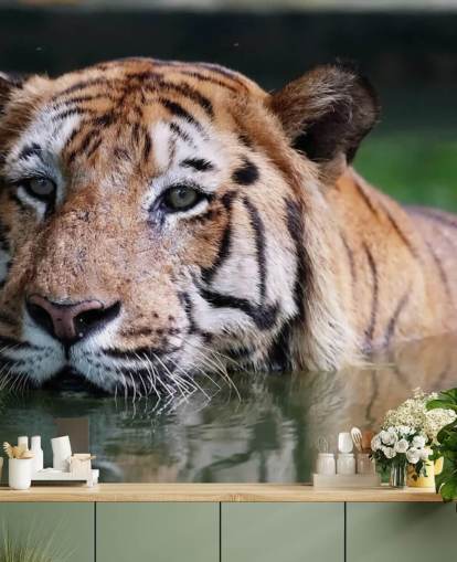 Simning Tiger närbild Bakgrund